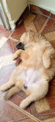 Chow Chow filhote  - Foto 4