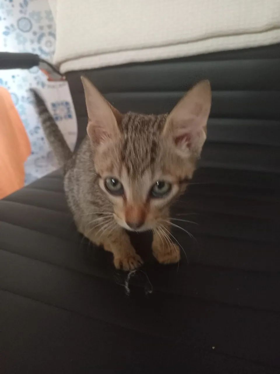 gato - Foto 2