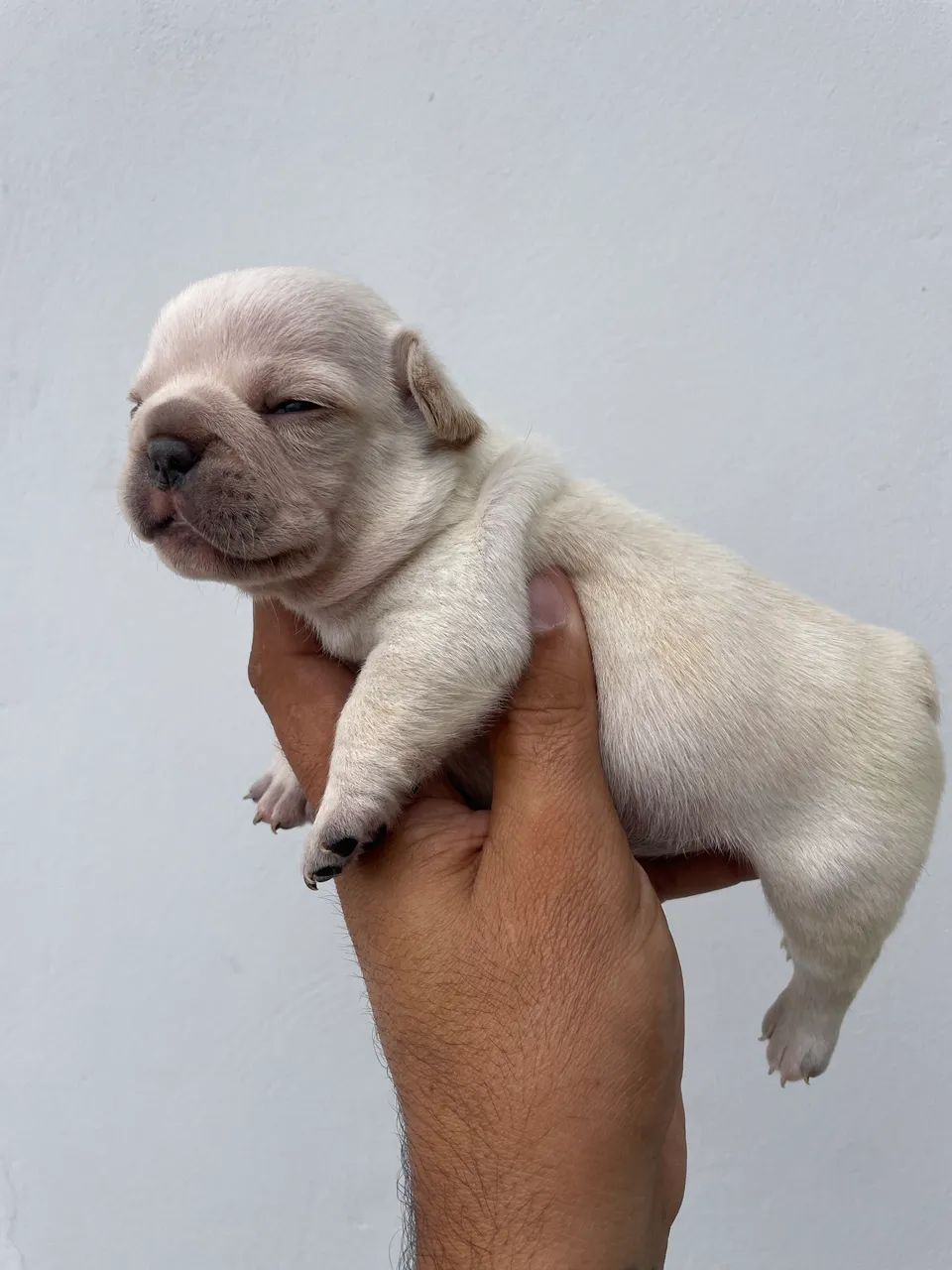 Bulldog francês  - Foto 4