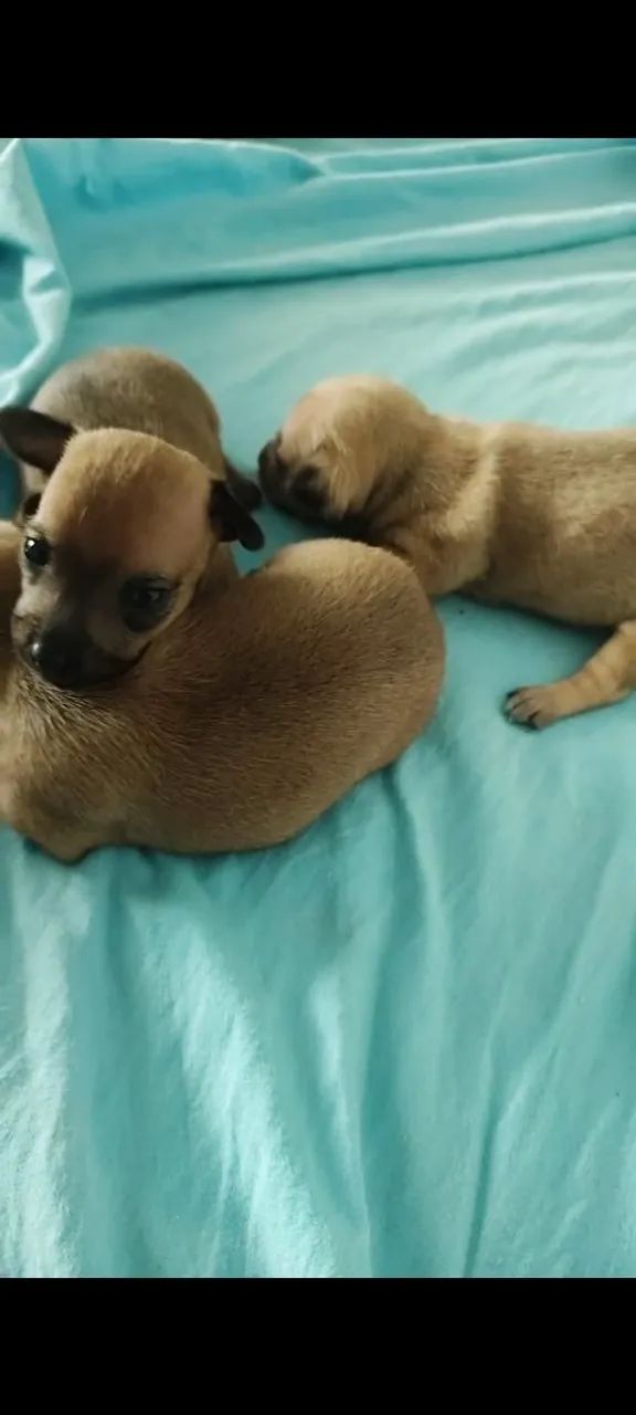 Pinscher miniatura  - Foto 2