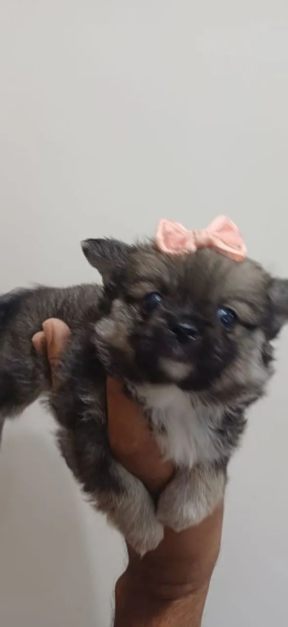 Chihuahua  