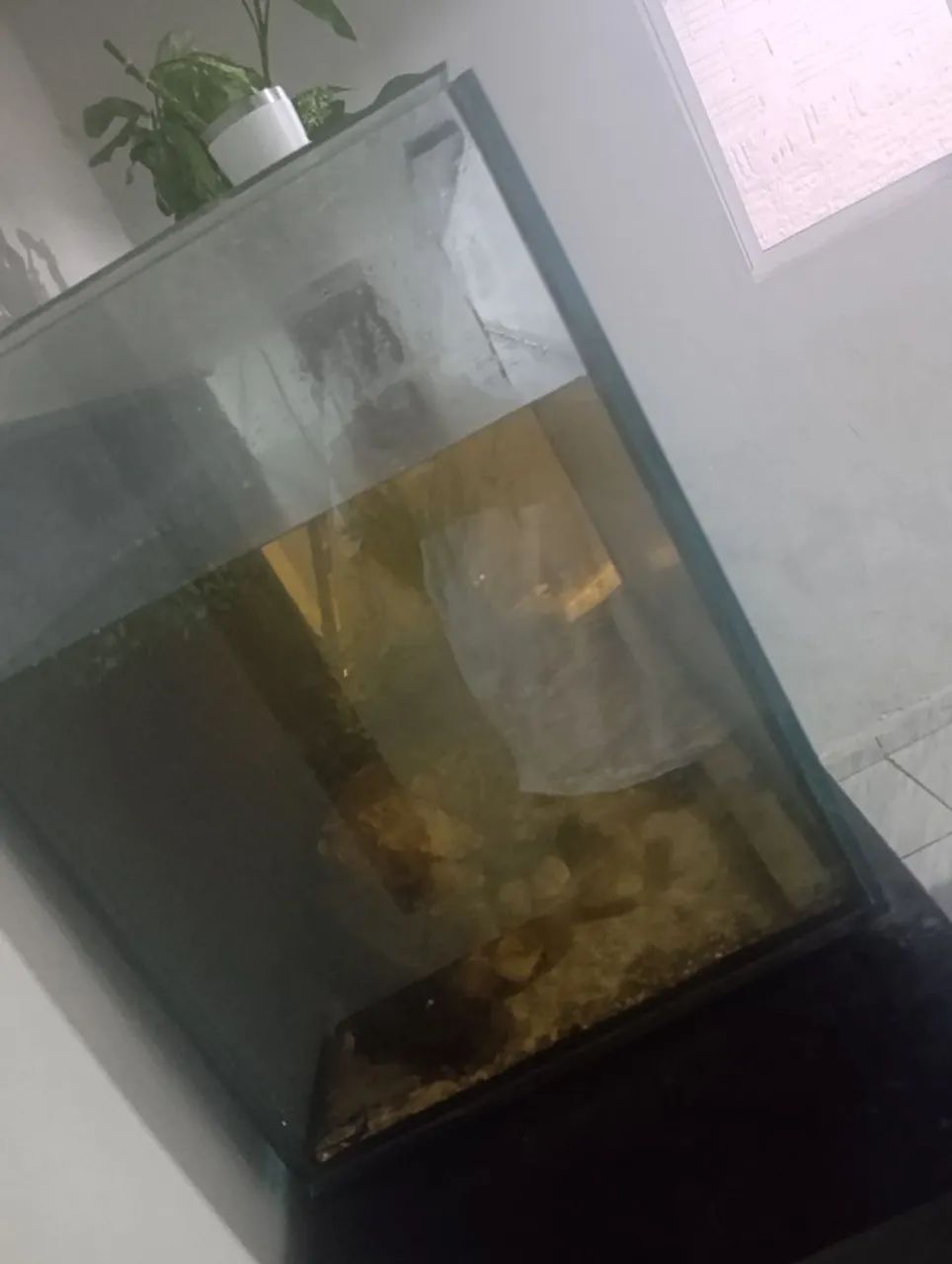 aquário  - Foto 2