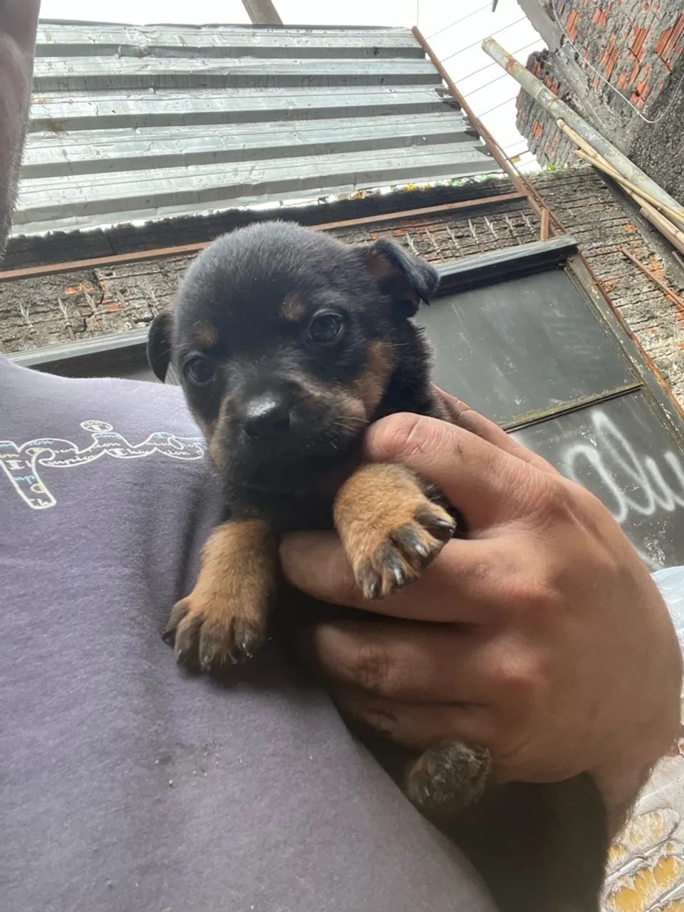 Rottweiler  - Foto 5