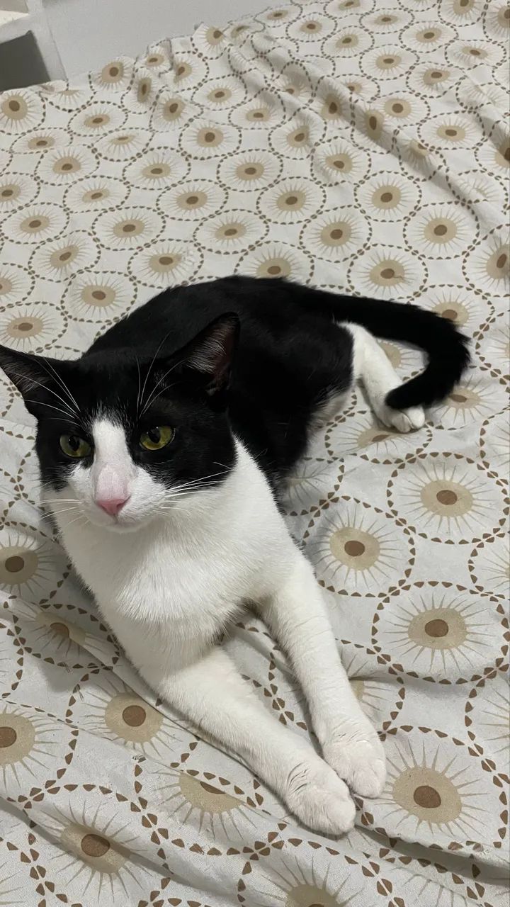 Gato adoção responsável  - Foto 3
