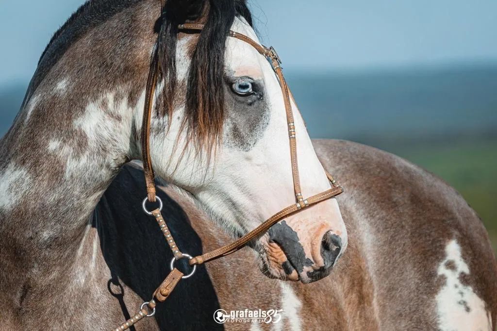 CAVALO CRIOULO - Foto 2