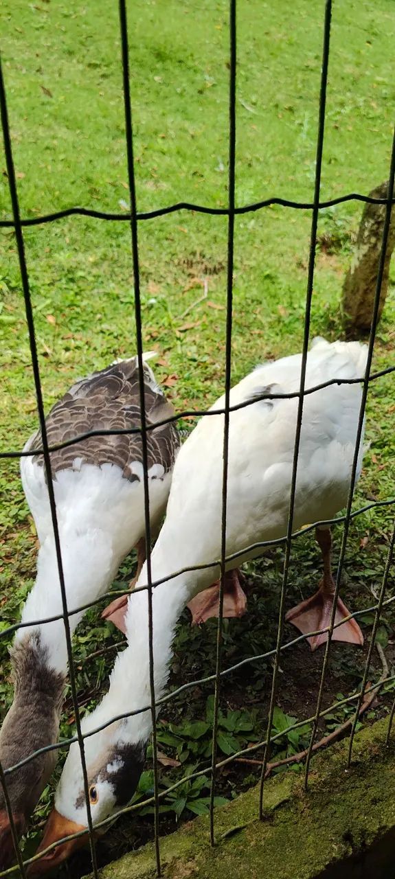 Marreco mandarim fêmea e 2 gansos sinaleiros  - Foto 4