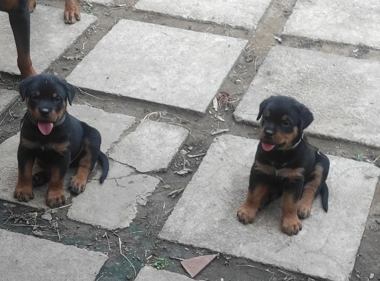 Filhotes de Rottweiler - Foto 4
