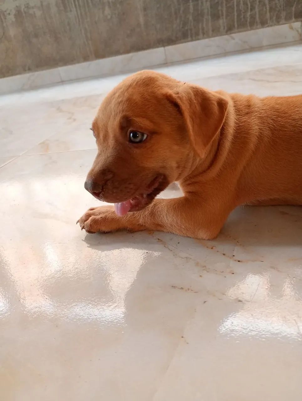 vende-se Pit Bull  - Foto 3