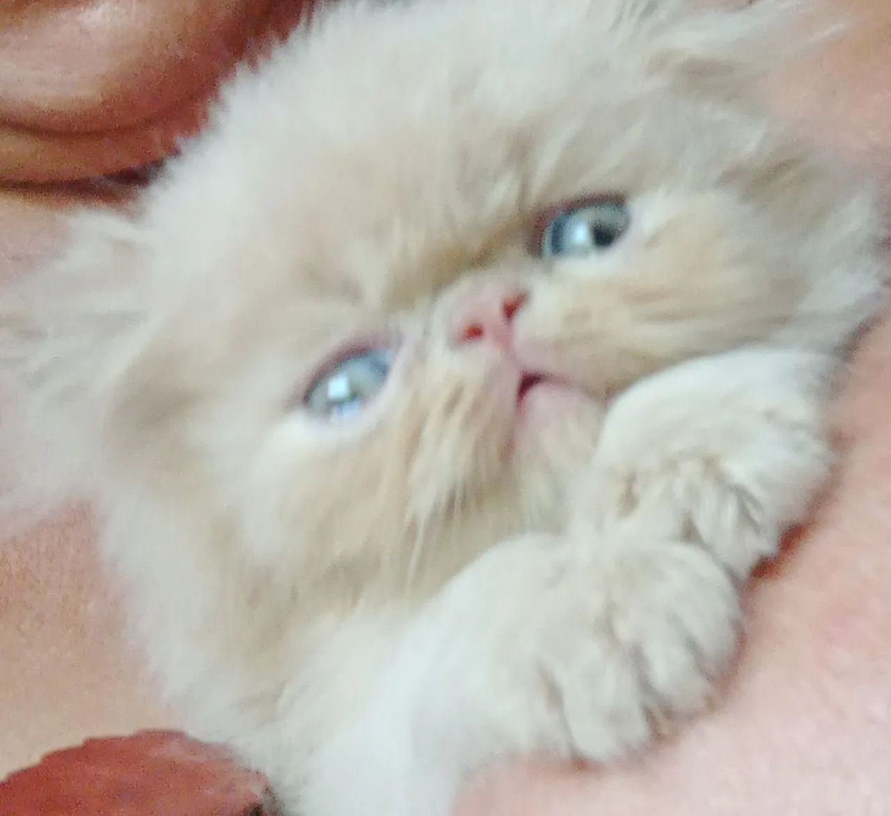 Vendo filhotes de gato persa