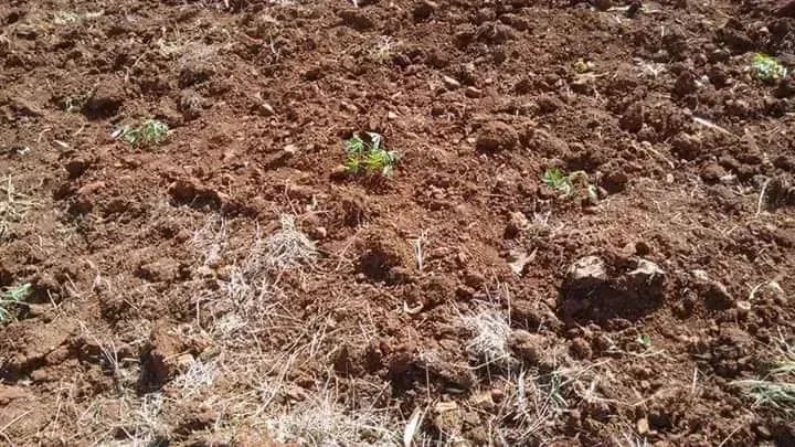 COD430.LOTE RURAL NA BR- Jaraguari/MS - Foto 2