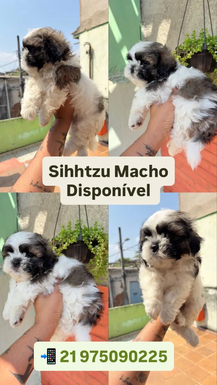 Shitzu Macho - Foto 3