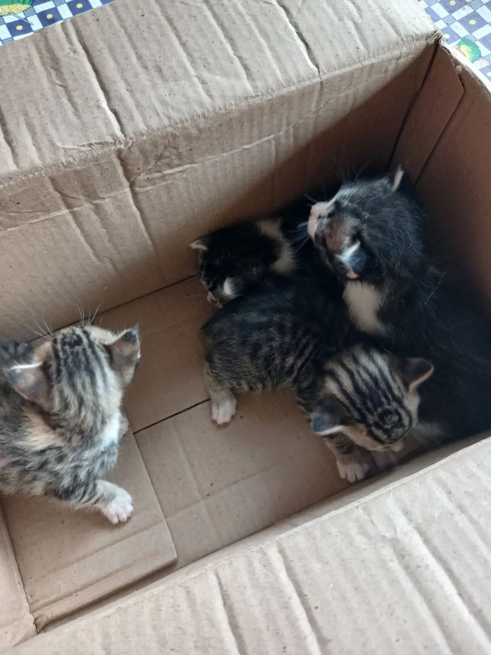 Doação de gatos - Foto 2