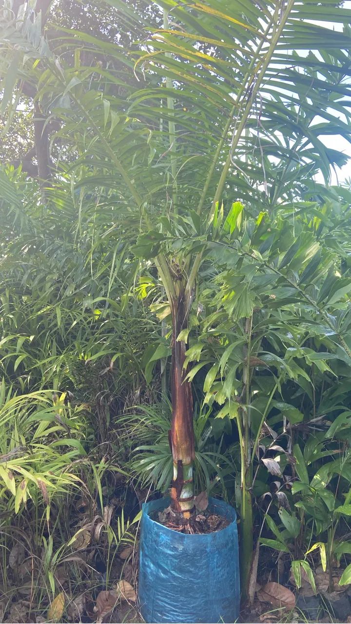Pescoço marrom - Foto 2