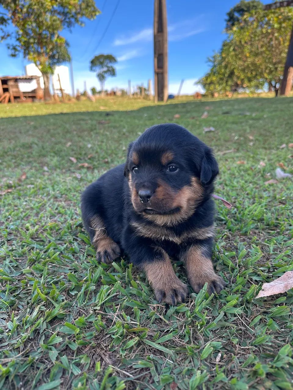 Filhotes de Rottwailer  - Foto 4