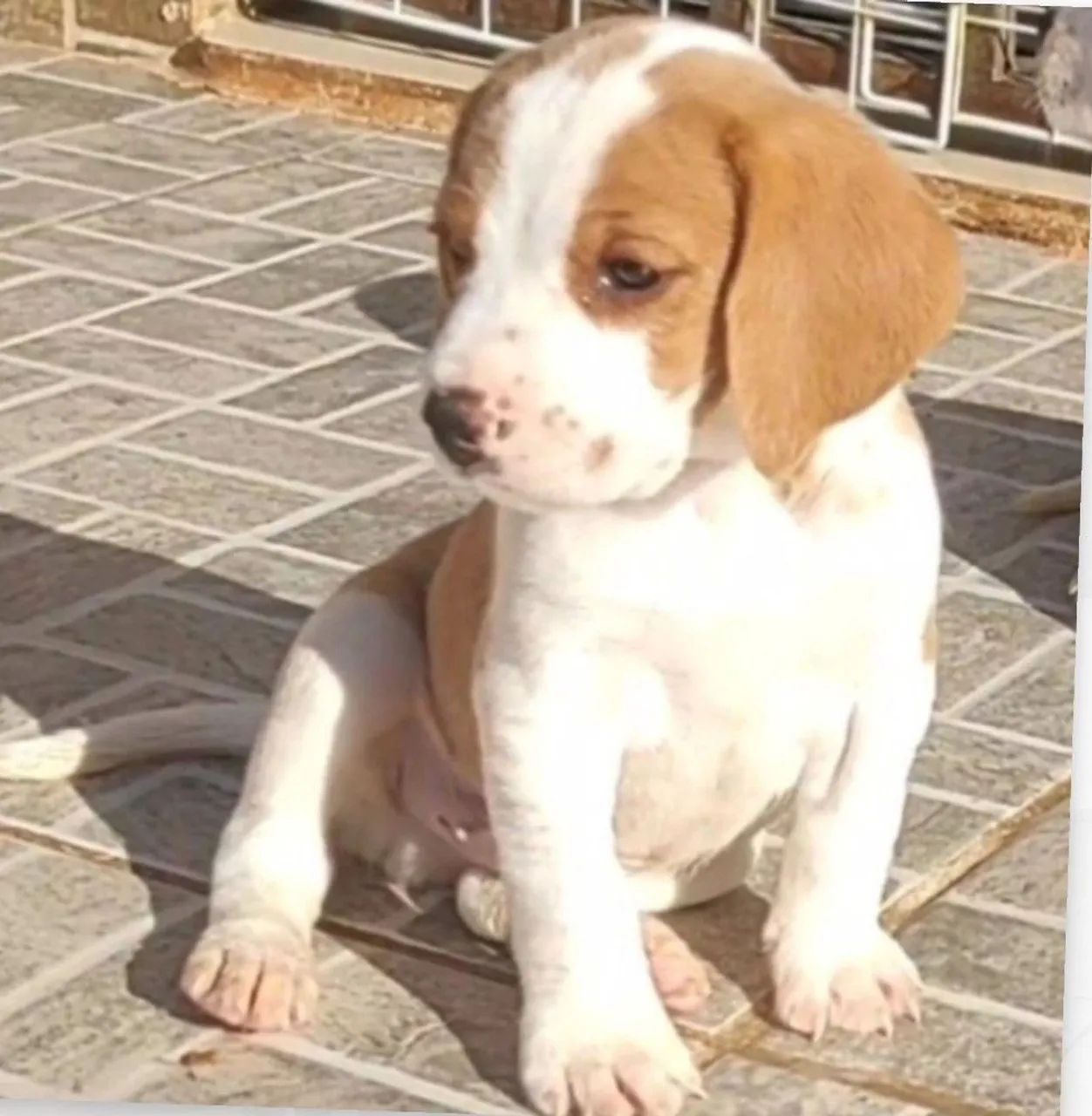 Último machinho bicolor - Foto 3