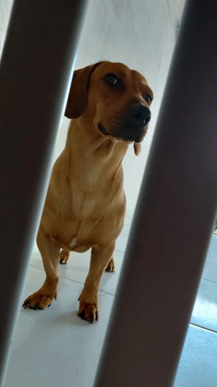 Namoro com Dachshund - Foto 2