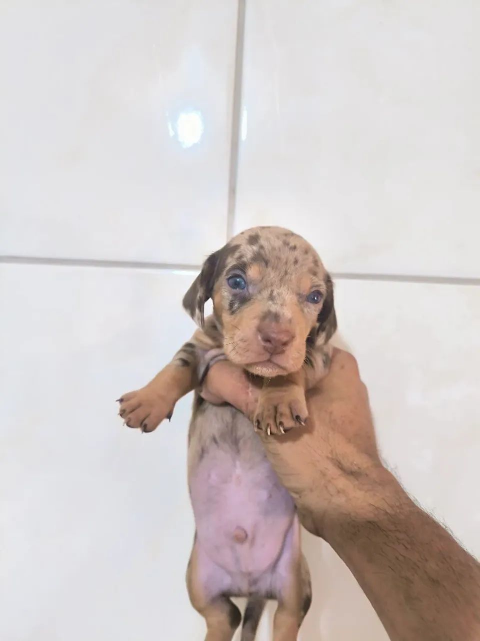 Salsicha mofado , machinho  - Foto 3