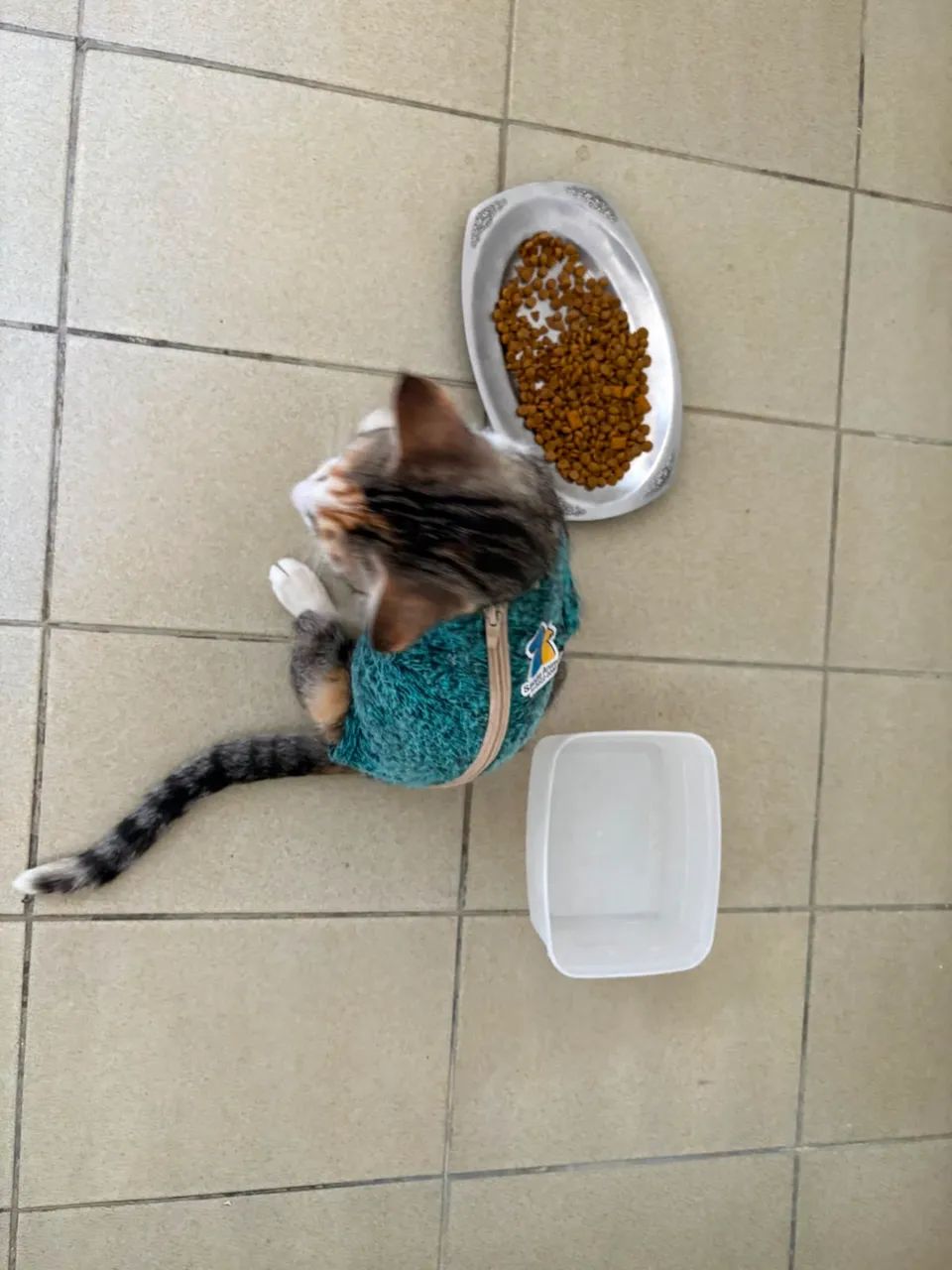 Adoção Responsável  - Foto 2