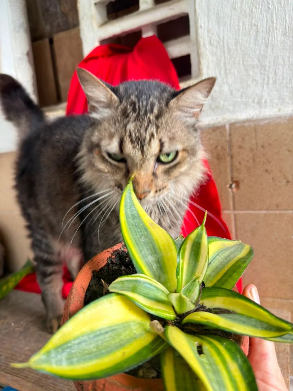 Gato Castrado Macho - Foto 3
