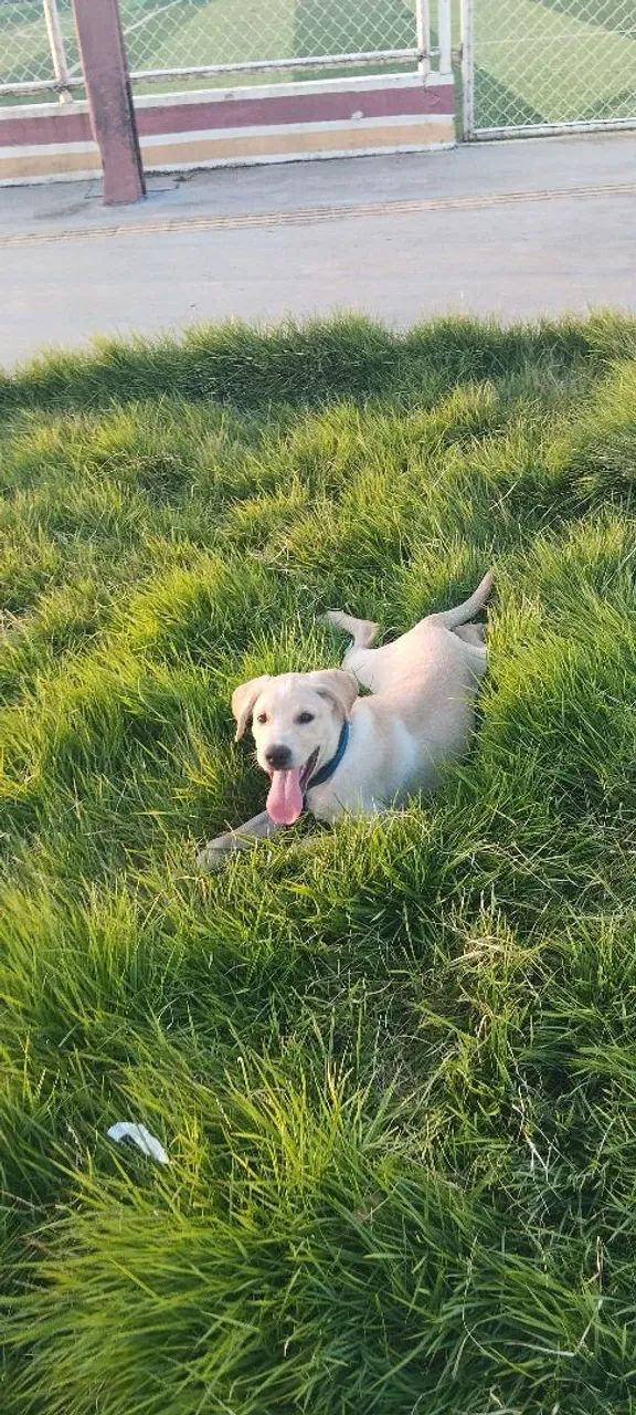 Vendo labrador 5 meses
