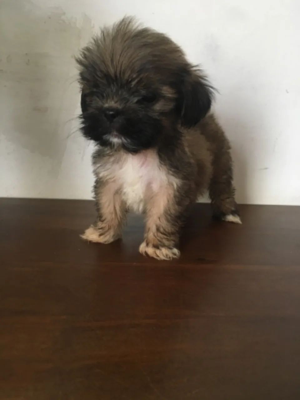 Filhotes Lhasa Apso - Foto 3