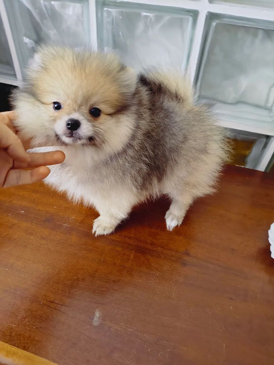 Macho Spitz  - Foto 5
