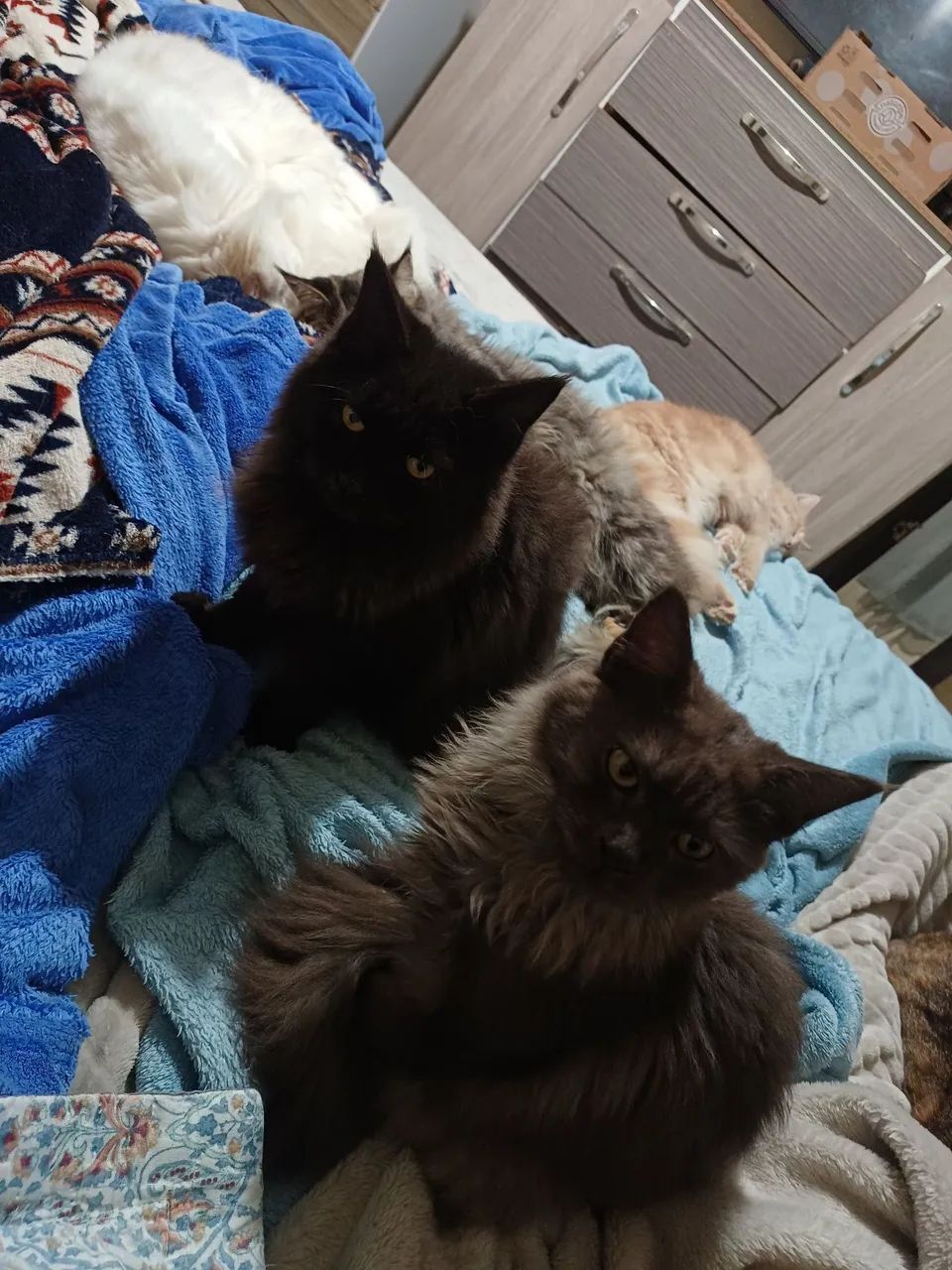 Fêmea Maine Coon - Foto 5