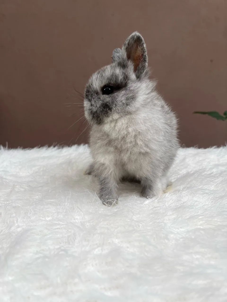 Mini coelho  - Foto 3