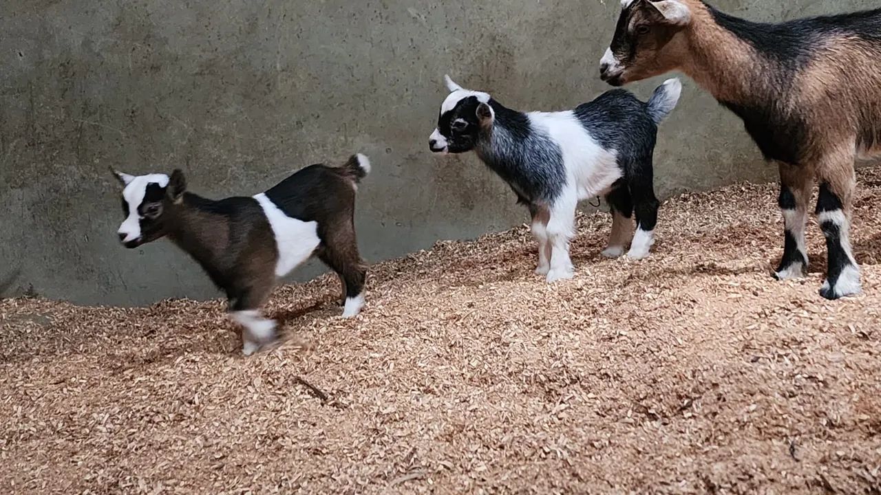 Mini cabra - Foto 2