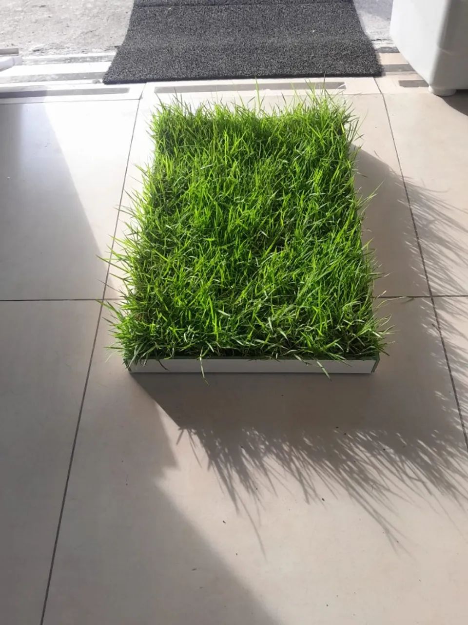 Caixa com grama virgem para pets - Foto 4
