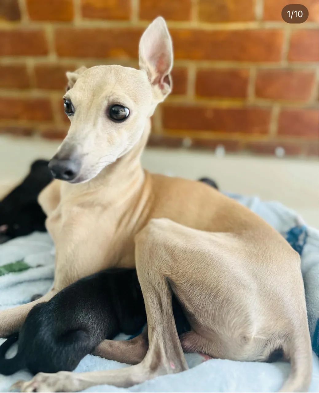 Galgo italiano, galguinho, pequeno lebrel  - Foto 4