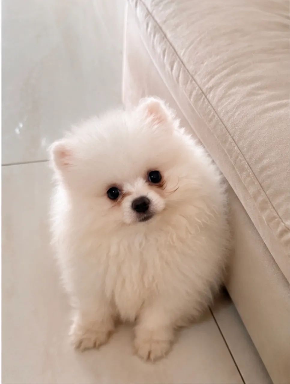 Filhote de Lulu da Pomerania 