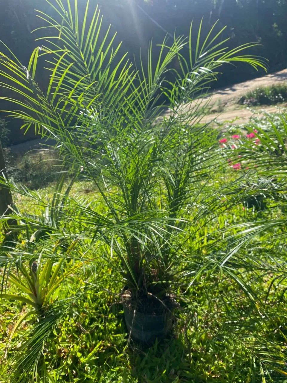 Palmeira fênix 