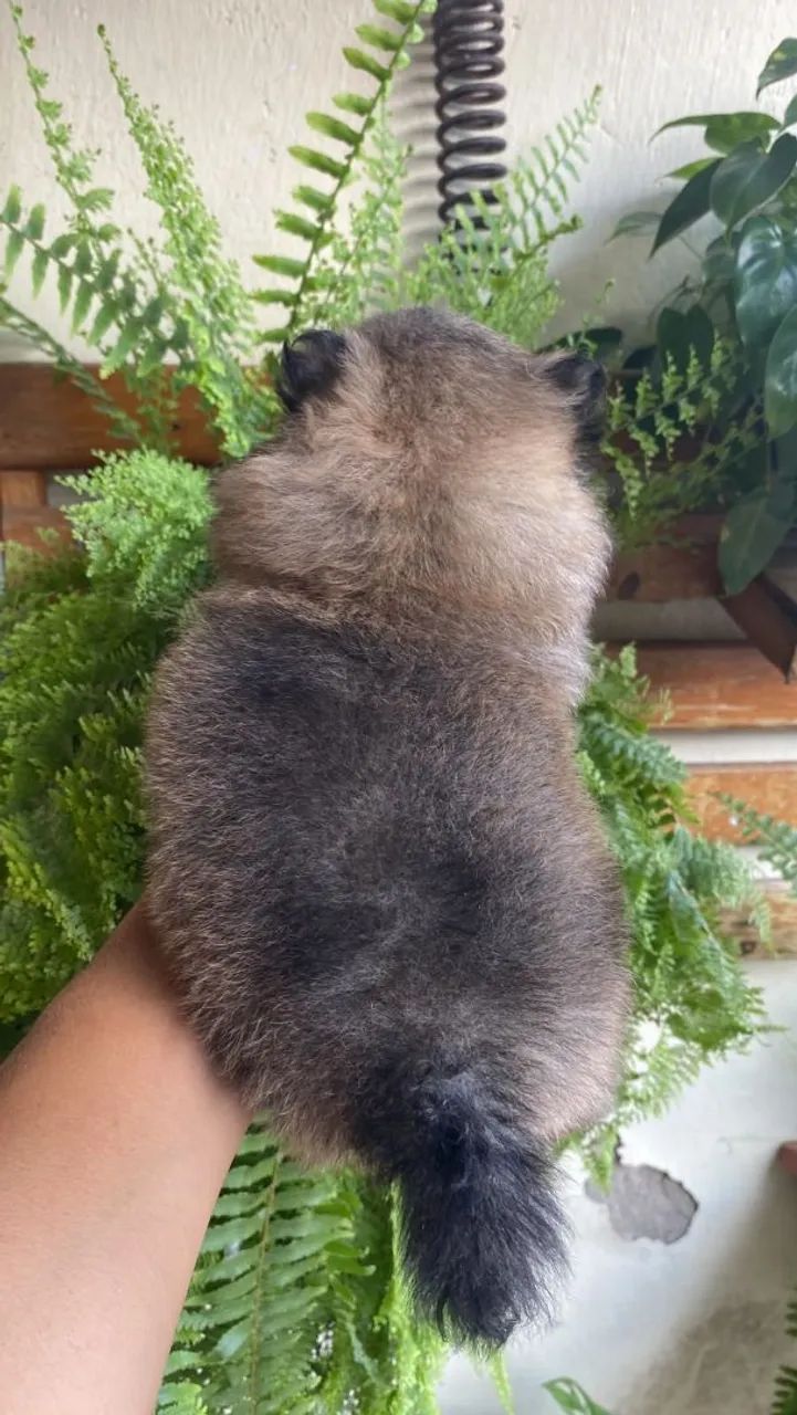Spitz alemão macho