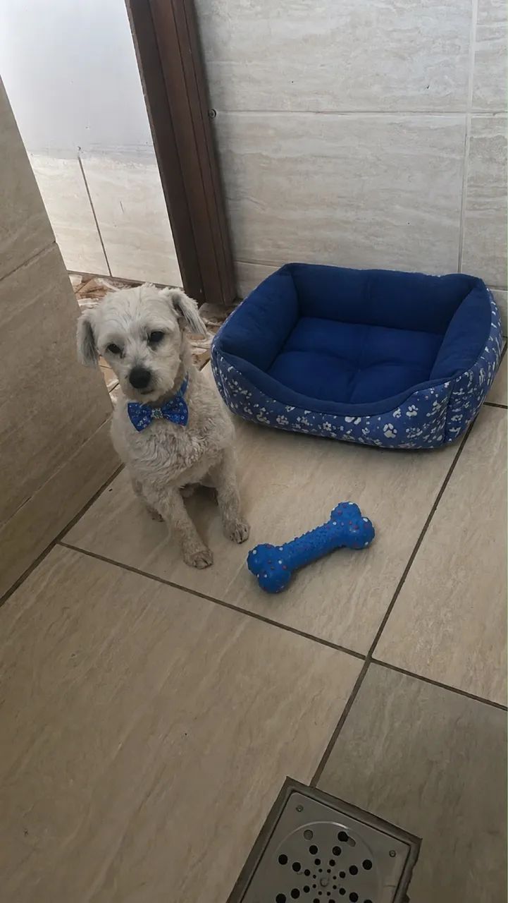 Doa-se cachorro 