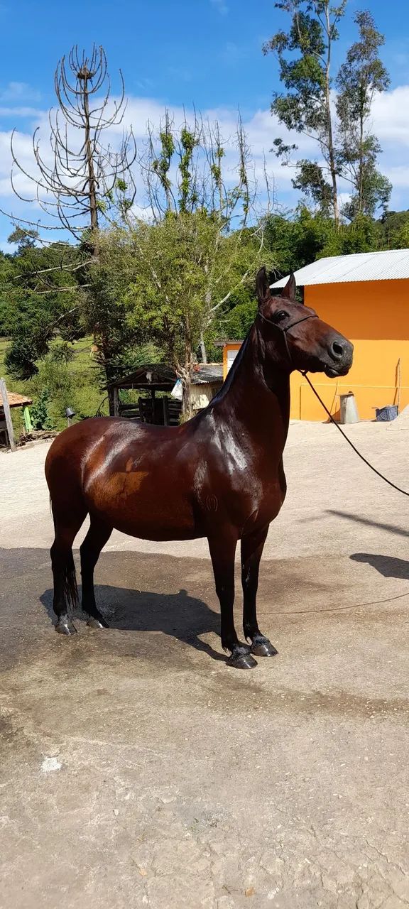 Vendo égua com registro  - Foto 5