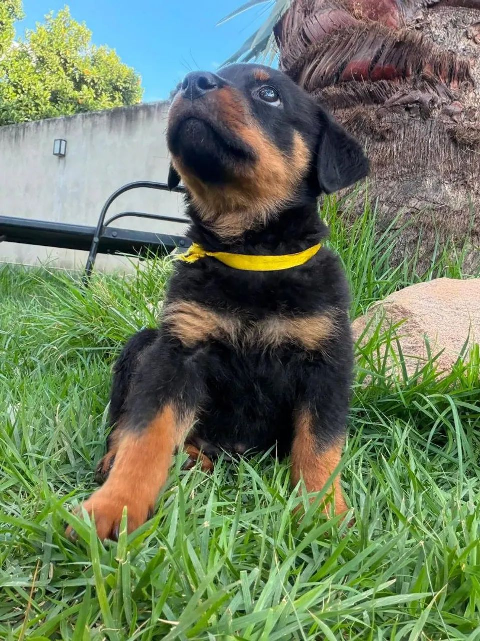 Filhotes de Rottweiler - Foto 2