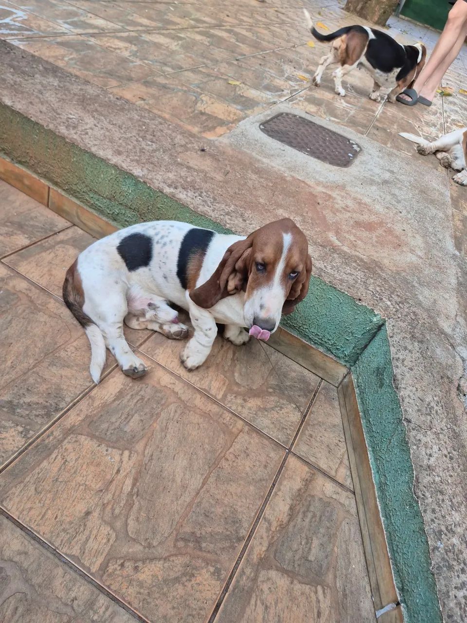 Basset Hound macho com 9 meses - Foto 3