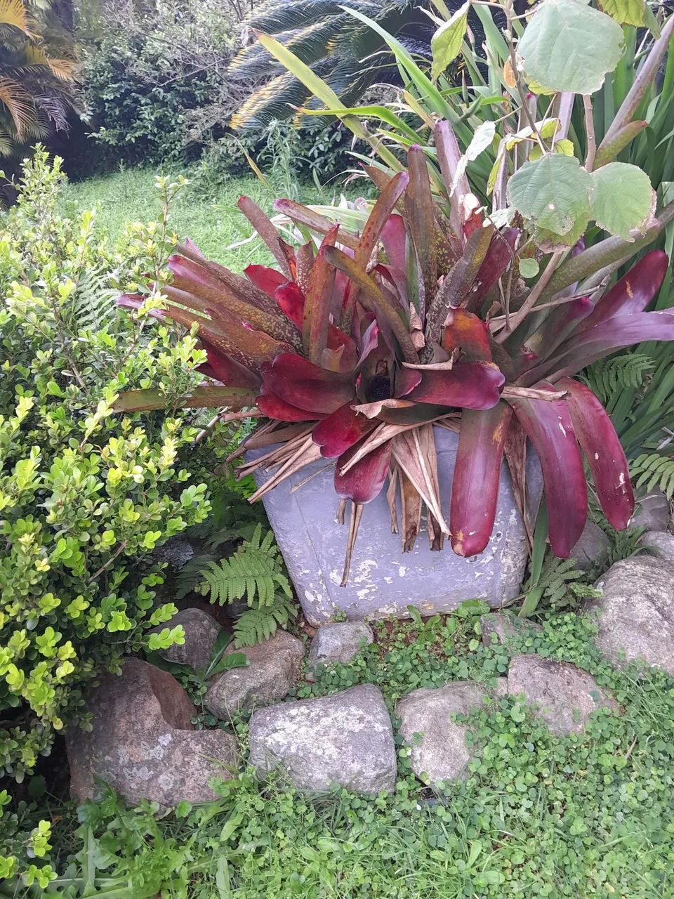 Vendo  vários vasos com plantas - Foto 4