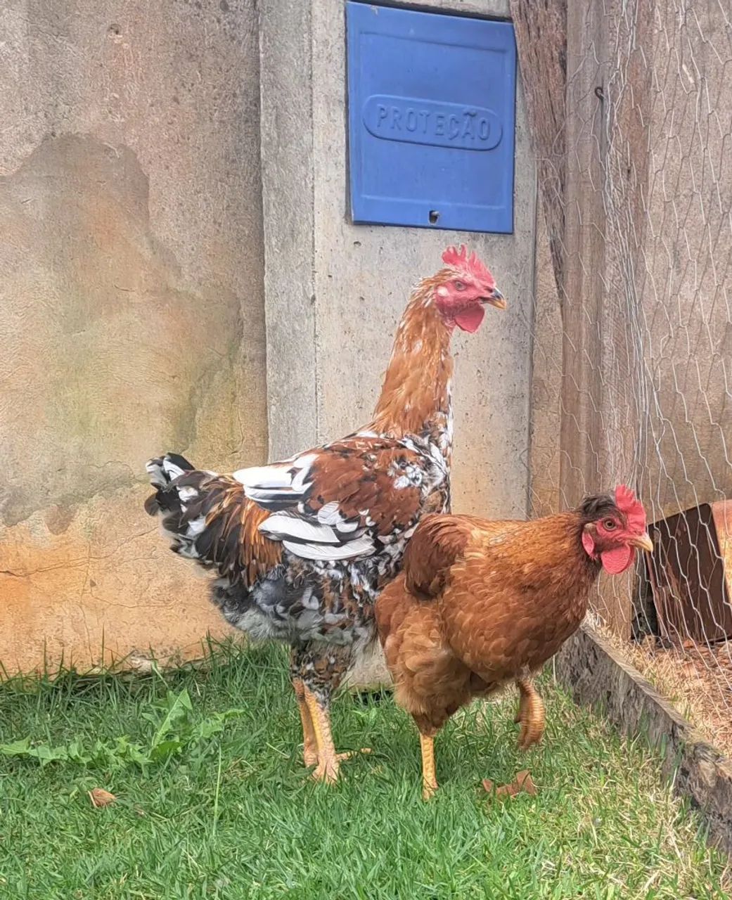 Frango balão  - Foto 2