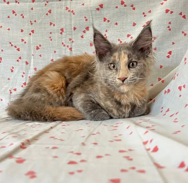 Maine Coon Fêmea 3 meses - Foto 4