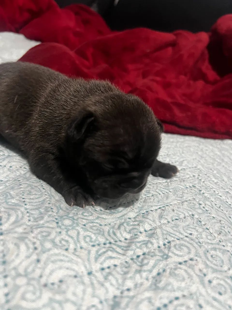 Buldog francês  - Foto 2