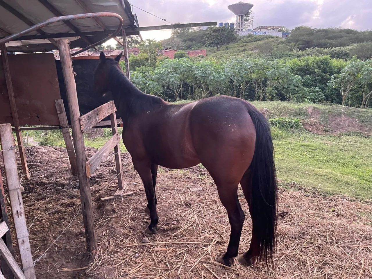 Vendo égua 