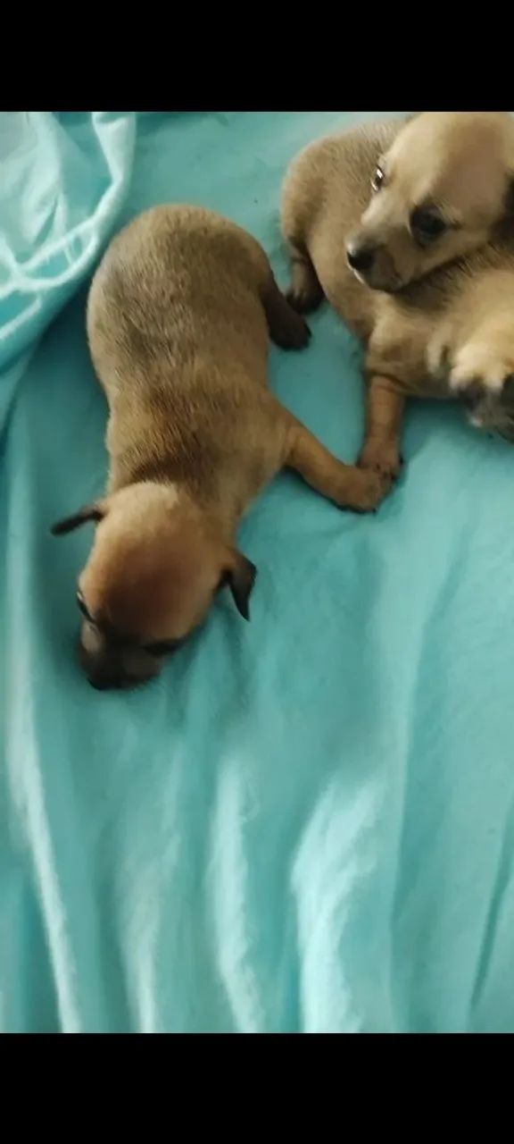 Pinscher miniatura  - Foto 3