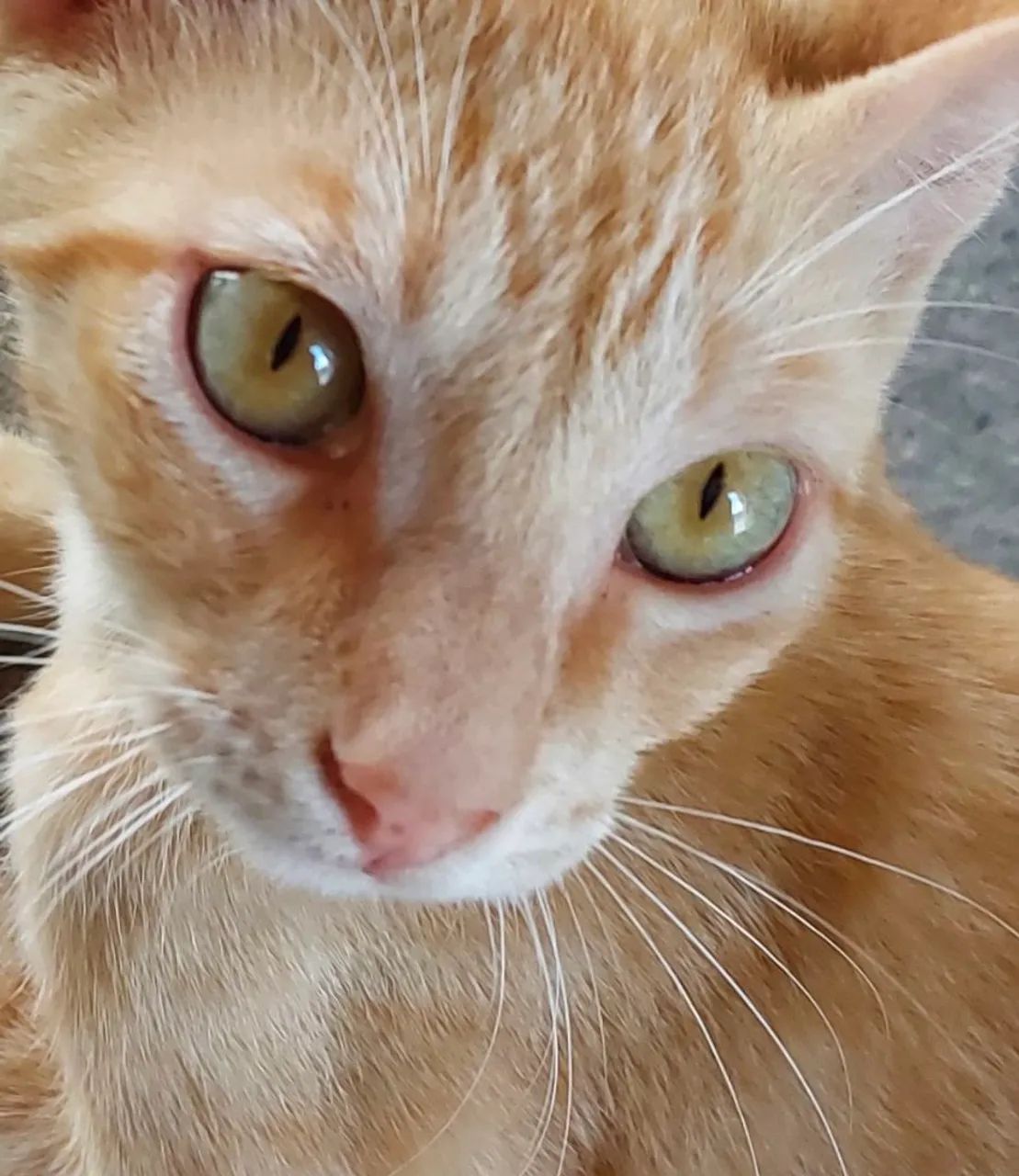 Amoroso gatinho amarelo dos olhos amarelos.