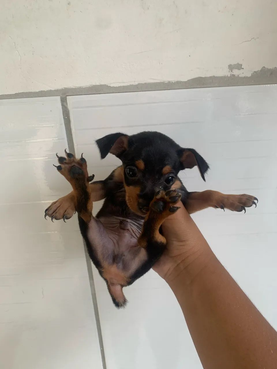 Pinscher macho  - Foto 3