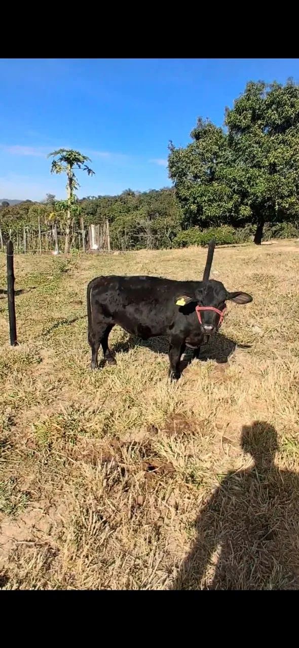 Mini Boi  - Foto 3
