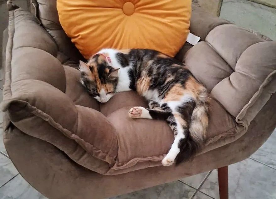 Gata castrada, 10 meses - Foto 3