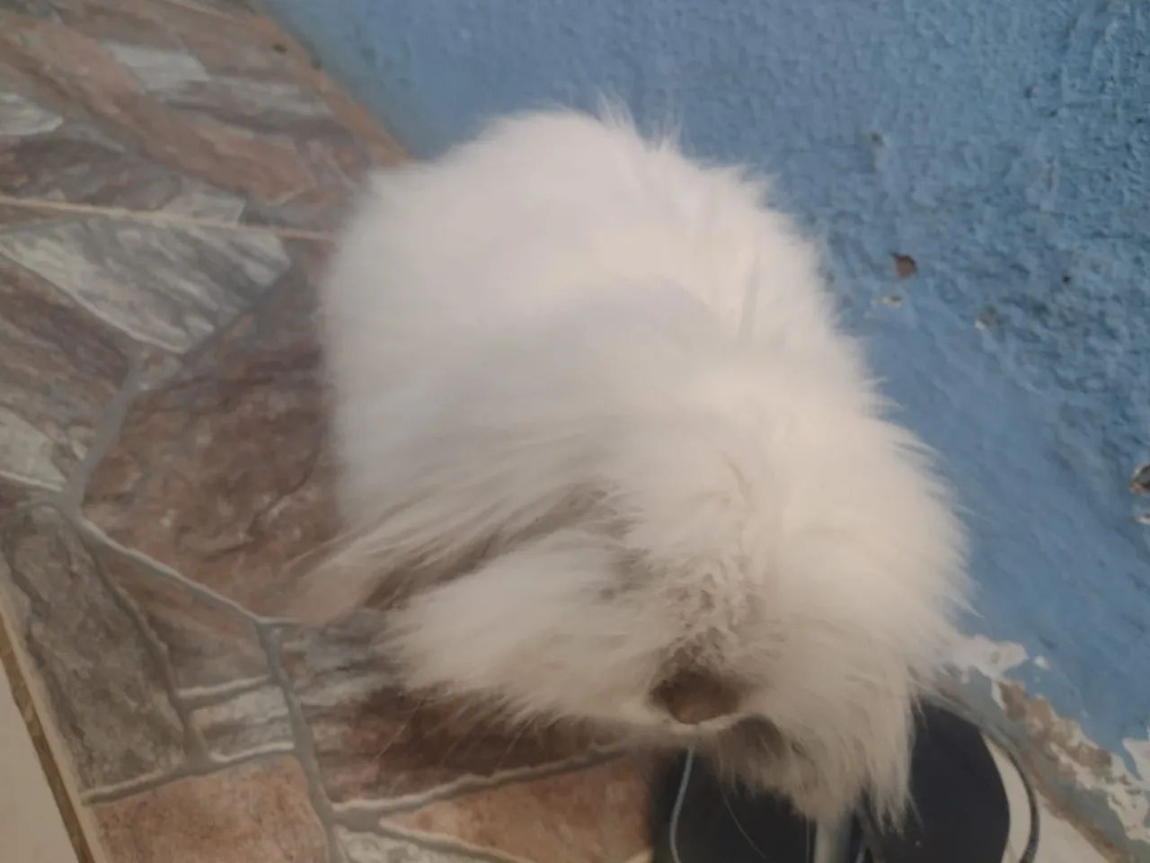 Coelho - Foto 2