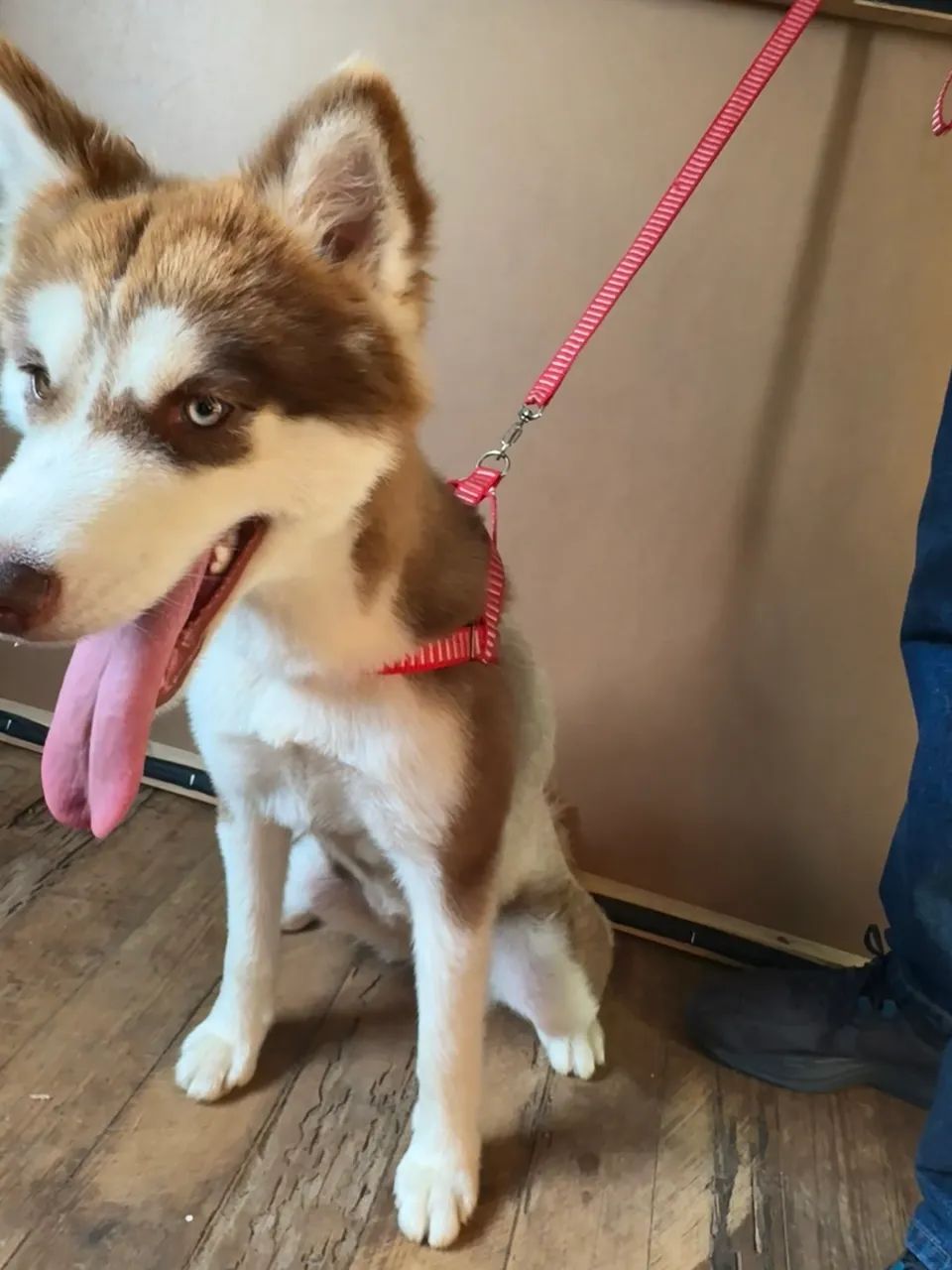 Husky filhote fêmea ( valor negociável ) - Foto 4